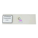 Entamoeba Educational Microscope Slide